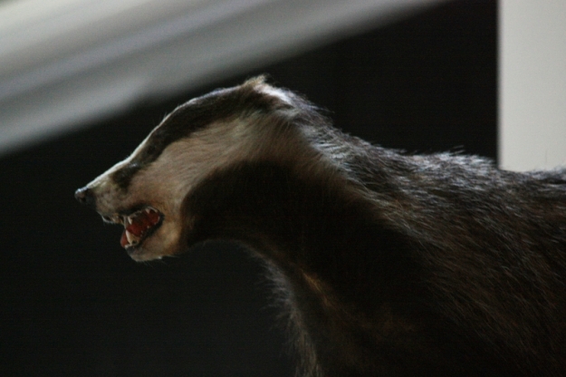 Snarling badger at CityCamp London in LBI, photographed by Janet E Davis, 2010.